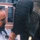 Illustration for article titled One Lucky Elephant